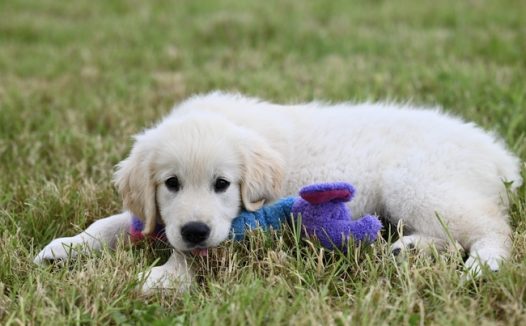 趴在草地上的白色狗狗图片