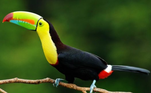 热带大嘴鸟图片