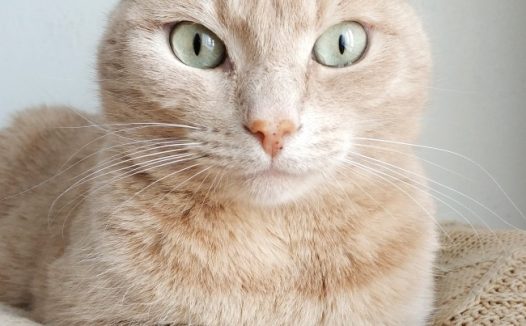 大眼睛宠物猫图片