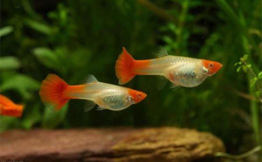 孔雀鱼水温多少度合适?