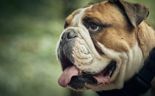 可爱俏皮呆萌斗牛犬摄影图片