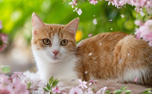 蹲在粉色花朵旁的可爱小猫图片