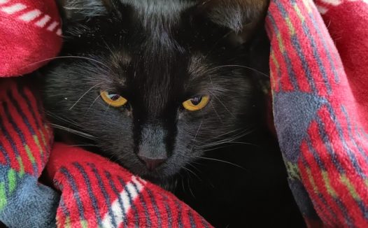 蜷缩在毯子里的黑色小猫图片