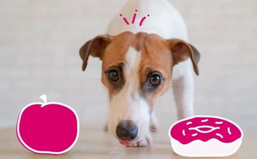 狗狗糖尿病:病因、症状和治疗方法