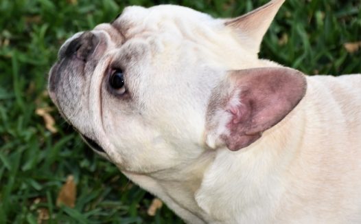 法国斗牛犬狗狗图片