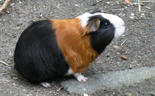 可爱小仓鼠图片