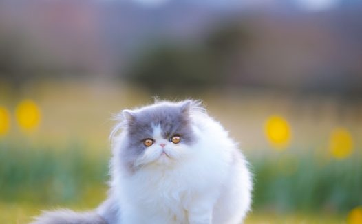 可爱呆萌波斯猫户外运动摄影图片