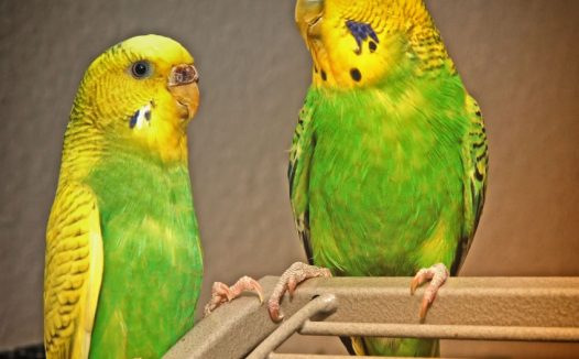 绿色长尾小鹦鹉图片