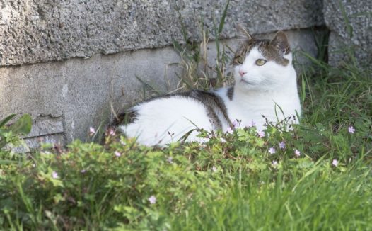 草丛中的小猫图片