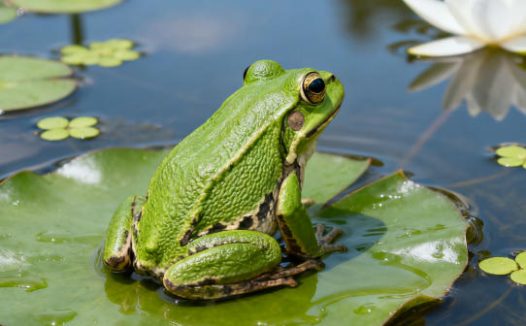 打造雨林缸:树蛙、箭蛙的環境设置秘诀