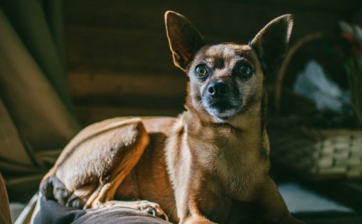 超萌可爱小狗狗图片
