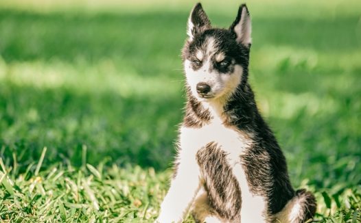 草地可爱西伯利亚雪橇犬图片