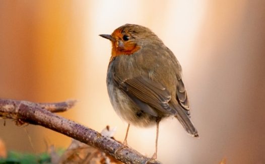 欧洲知更鸟手机壁纸图片