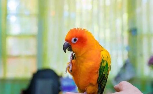 怎么让鹦鹉认主人?