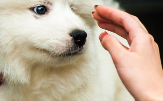 白色萨摩耶图片