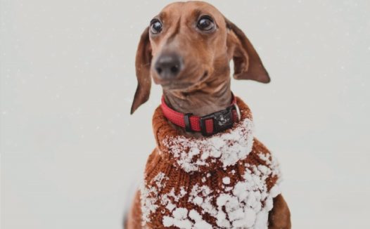 雪地里玩耍的腊肠狗图片