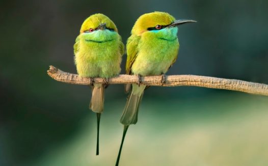 两只可爱绿色小鸟图片