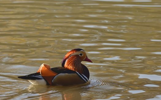 水中自由嬉戏鸳鸯摄影图片