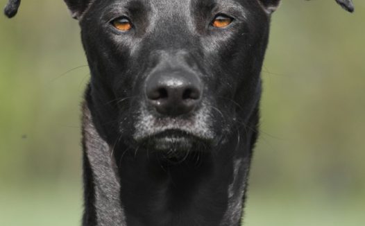 黑色拉布拉多图片