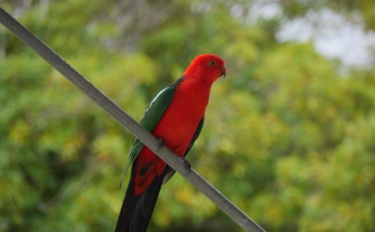 可爱红色鹦鹉图片