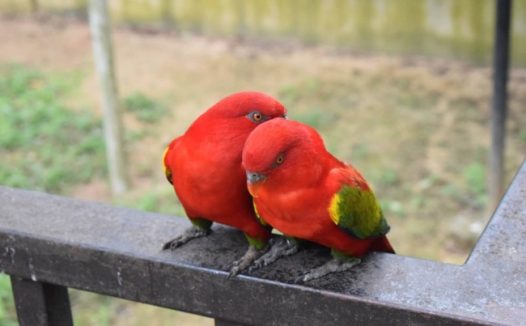 红色情侣鹦鹉图片