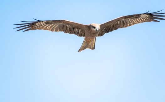 高空野生飞鹰图片