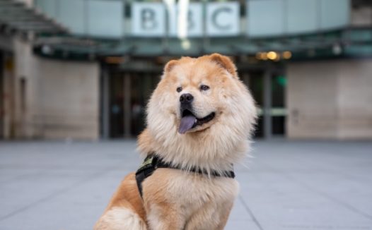 可爱成年松狮犬图片