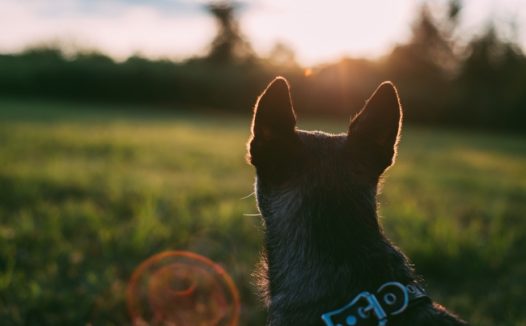 落寞的狗狗背影图片