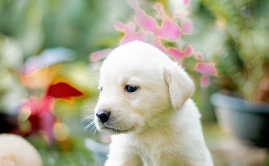 迷你可爱白色狗狗图片