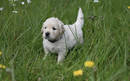 绿色草地白色拉布拉多犬图片