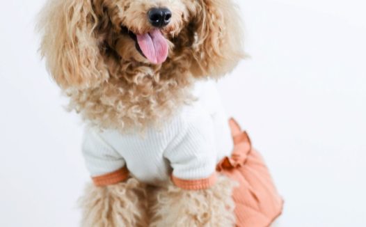 超萌迷你贵宾犬狗狗图片