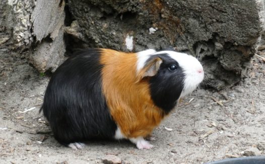 可爱呆萌豚鼠图片