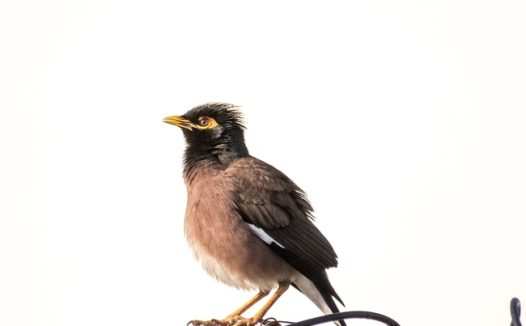 野生灰椋鸟图片