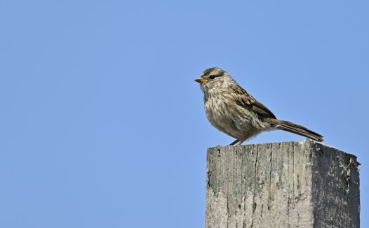 站在木桩上的野生麻雀图片