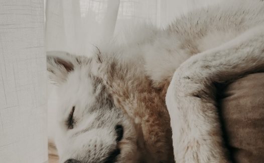 睡在地板上的狗图片