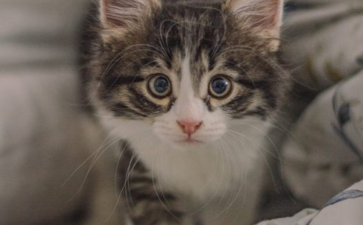 可爱呆萌狸花猫图片