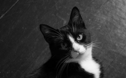 黑色猫咪呆萌图片