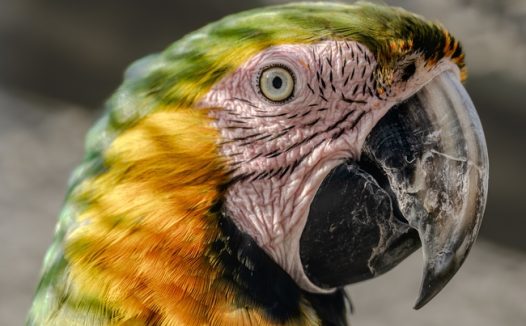 金刚鹦鹉头部嘴巴微距摄影图片