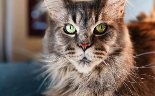 俄罗斯长毛缅因猫图片