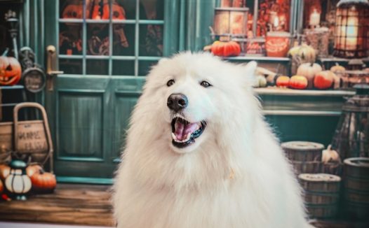 万圣节可爱萨摩耶犬写真图片