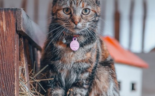 欧洲狸花猫宠物摄影图片