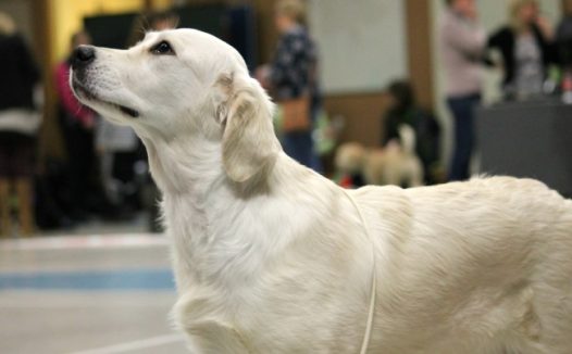 成年白色金毛犬图片