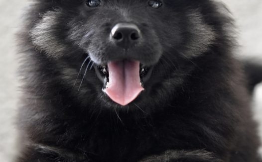 黑色松狮犬图片