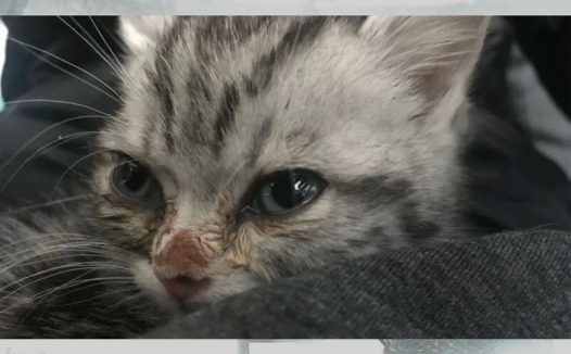 猫总是流眼泪,是什么原因?