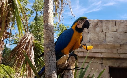 蓝黄金刚鹦鹉高清图片