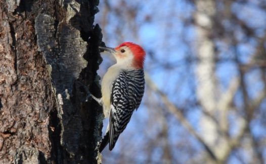 可爱野生啄木鸟图片