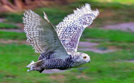 猫头鹰飞扑图片