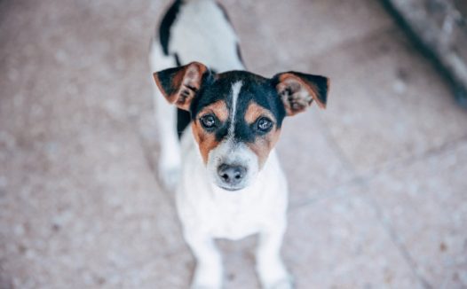 呆萌中华田园犬图片