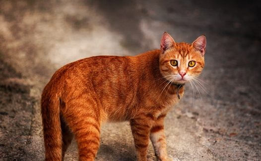 可爱花斑猫图片