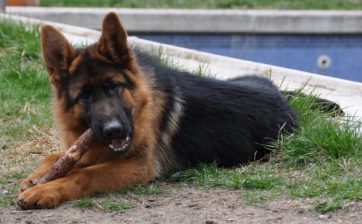 德国牧羊犬休息图片